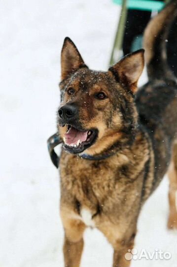 Лучший пёс в добрые руки