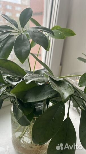 Шефлера детки