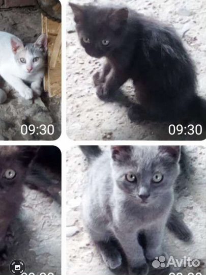 Отдам котят в добрые руки