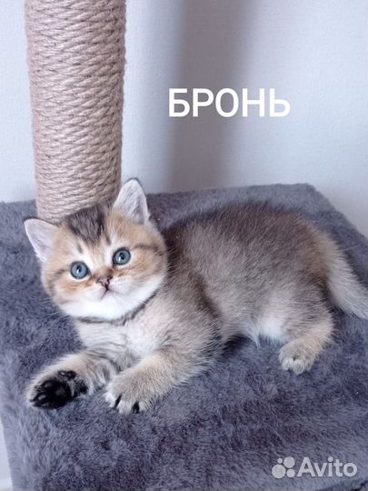 Шотландские котята