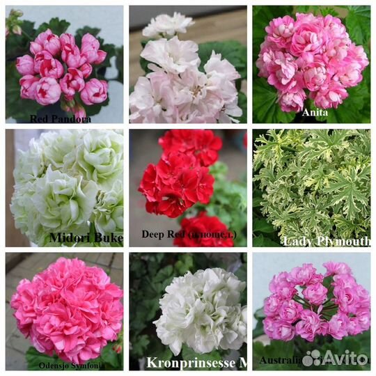 Герань пеларгония