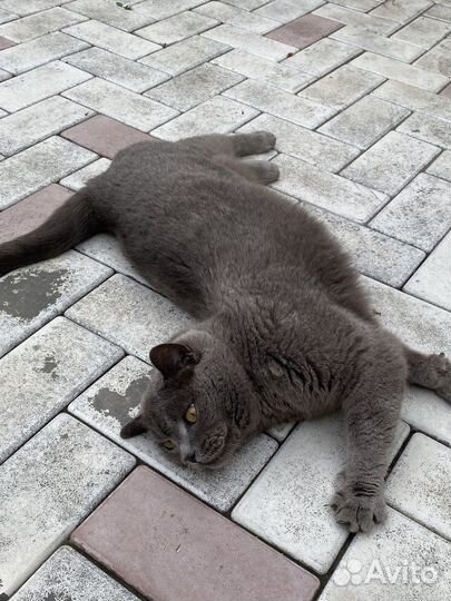 Отдам кота в добрые руки