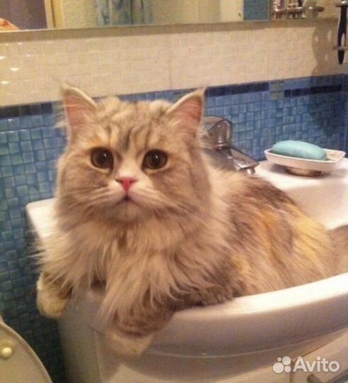 Трехцветные пушистые шотландские кошечки