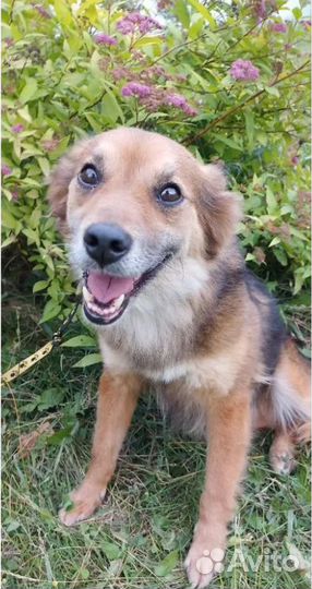 Собака-улыбака в добрые руки