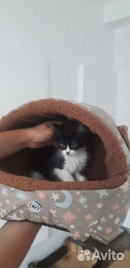 Котики бесплатно в добрые рки