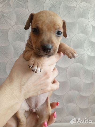 Щенки стаффордширского терьера