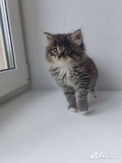 Малышка ищет дом