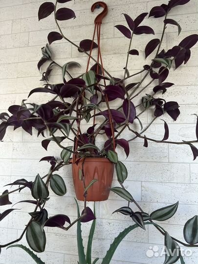 Цветы домашние излишки