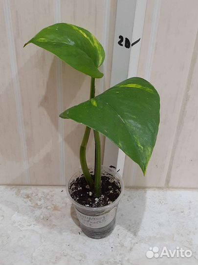 Эпипремнум Альба, Aureus, Yellow