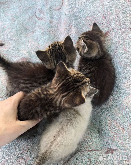 Котята в добрые руки бесплатно