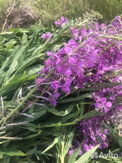 Иван чай ферментированный