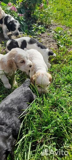 Щенки английского кокер спаниеля