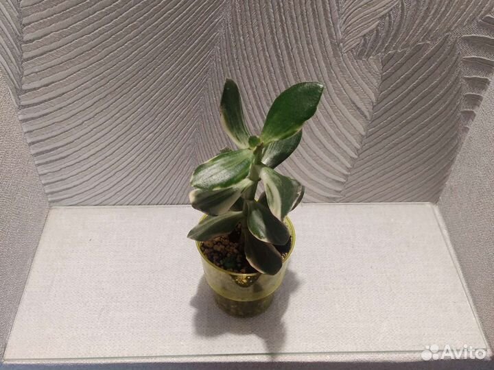 Крассулла Триколор и Коралл (толстянка)