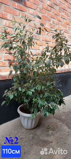 Комнатные растения (фикусы)