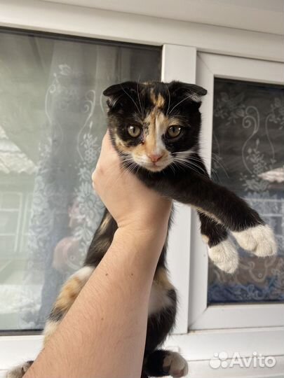 Кошки в добрые руки