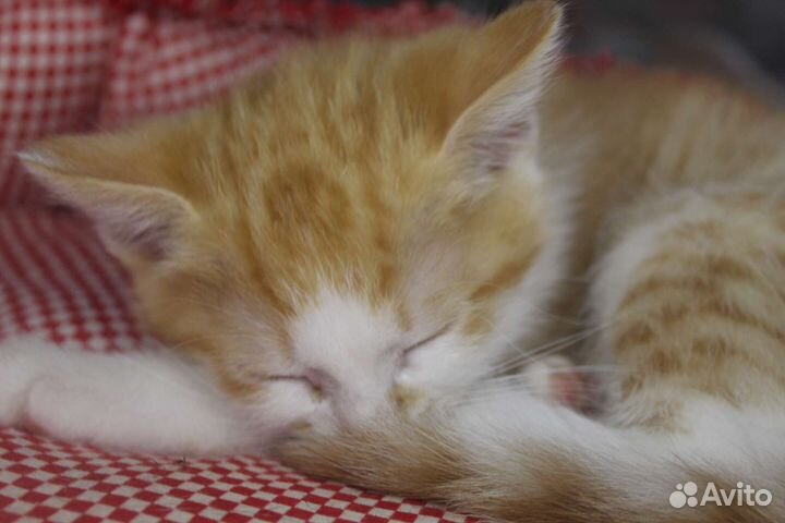 Котёнок рыжий