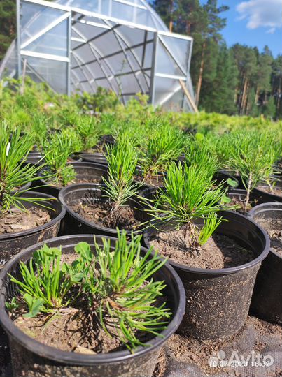 Сосна горная Пумилио (Pumilio) и Мугус (Mughus)