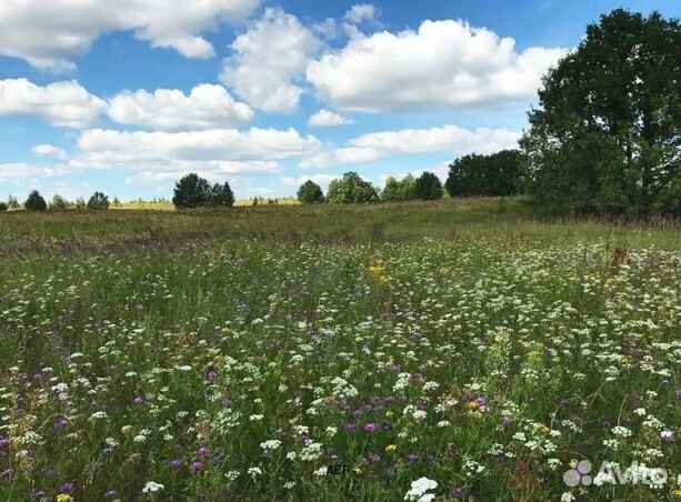 Мёд 2024 года из Алтая опт