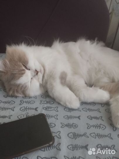 Шотландская