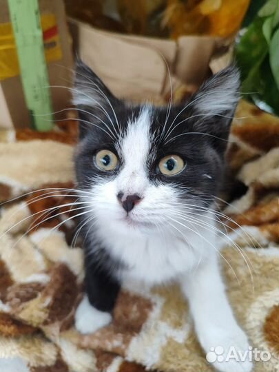 Котенок в добрые руки