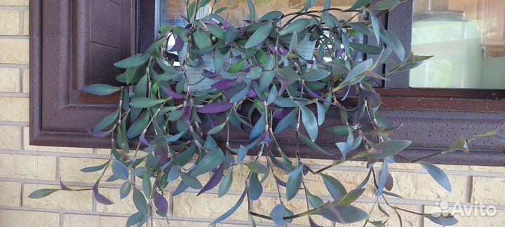 Продам/обменяю Традесканцию пурпурную