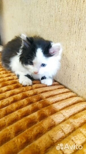Котенок, мальчик