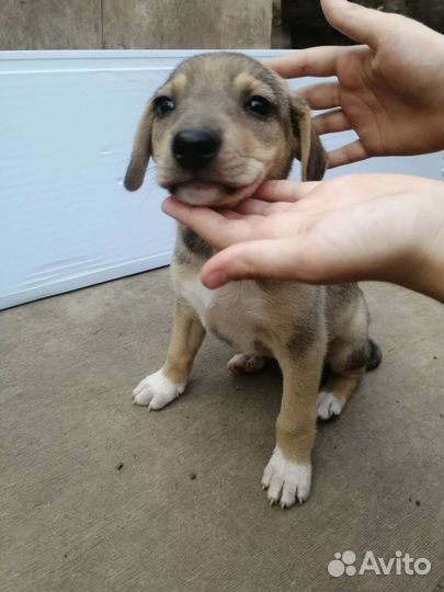 Щенок девочка