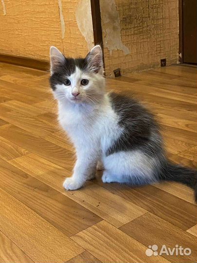 Котята в добрые руки бесплатно
