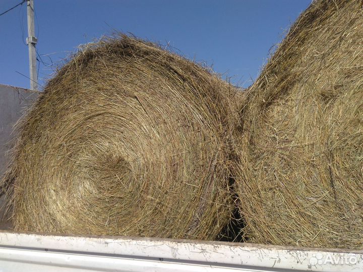 Продам сено в рулонах