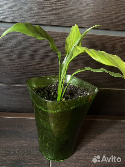 Спатифиллум