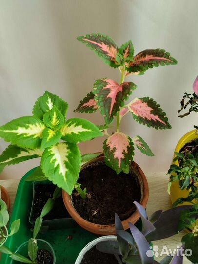 Колеусы разные сорта