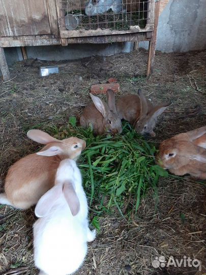 Крольчата
