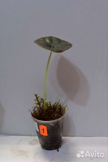 Детки алоказии Pink Dragon, Скат, Блек вельвет