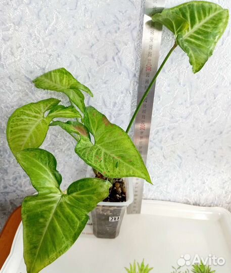 Сингониум, филодендрон, ваниль, рипсалис, эпипремн