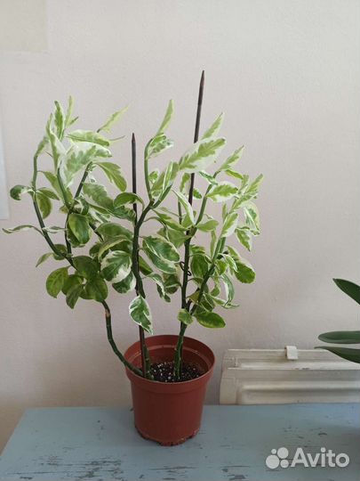 Педилантус