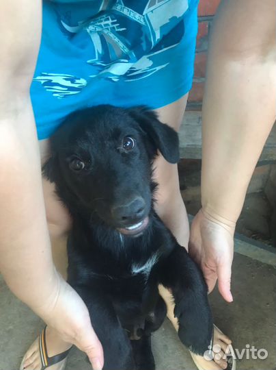 Собака в добрые руки