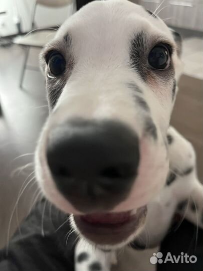Далматинец щенок