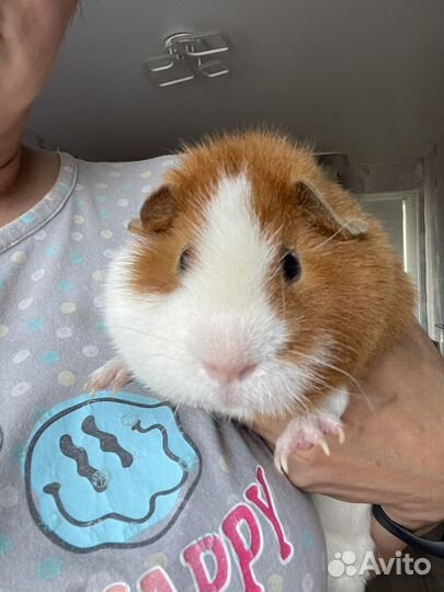 Морская свинка тедди мальчик