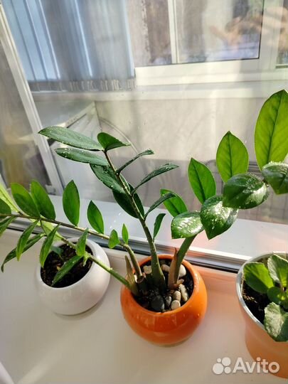 Замиокулькас