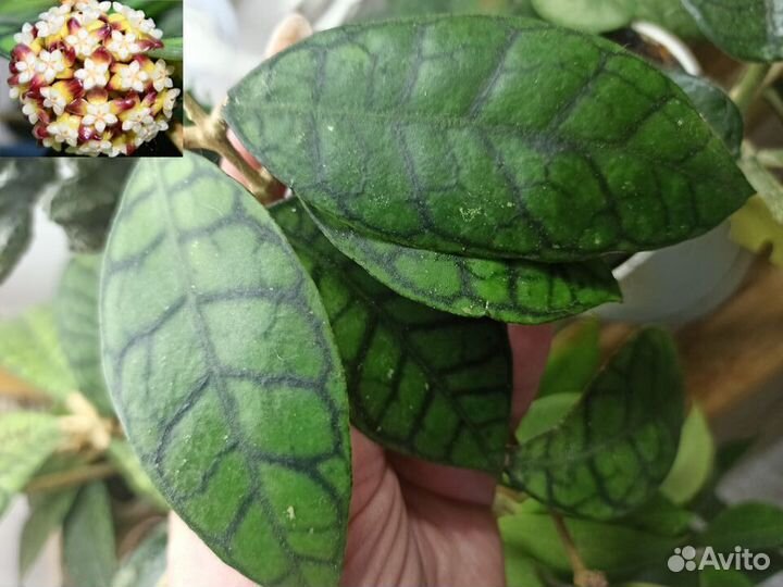 Хойи на срез С-K-O-P-S-W