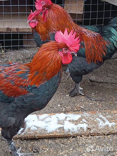 Молодые петухи Черно-медный маран
