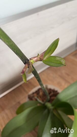 Орхидея фаленопсис