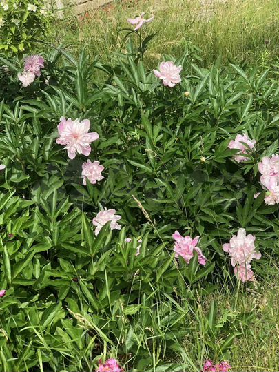 Дача 70 м² на участке 9 сот.