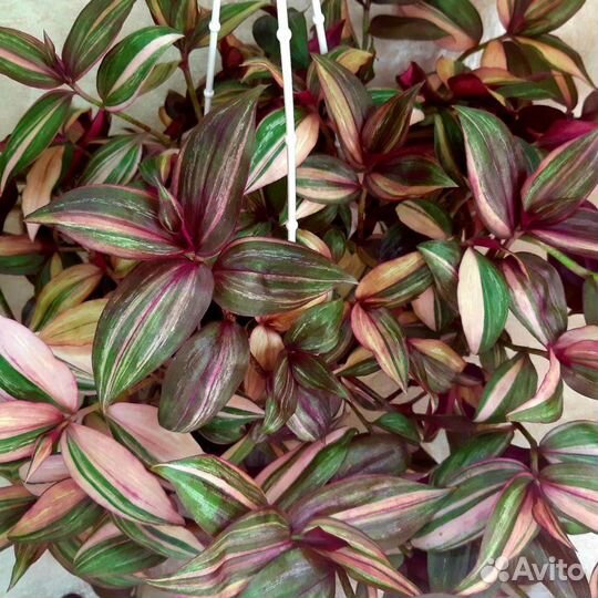 Традесканция тайская, нанук, зебрина, Рео