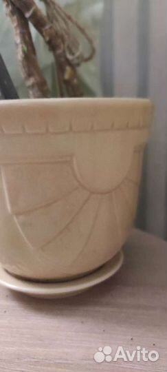 Пальма юкка