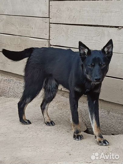 Щенки бесплатно