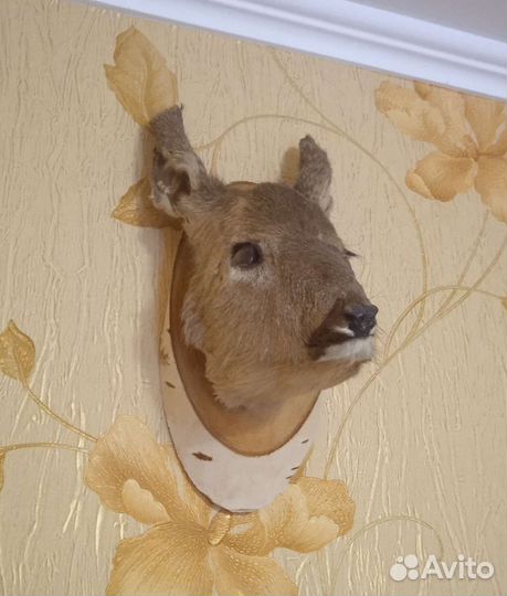 Чучело головы оленя