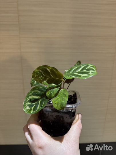 Калатея макоя