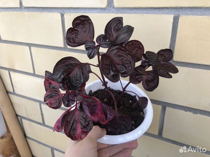 Комнатные растения, большой выбор (обн.13.07)