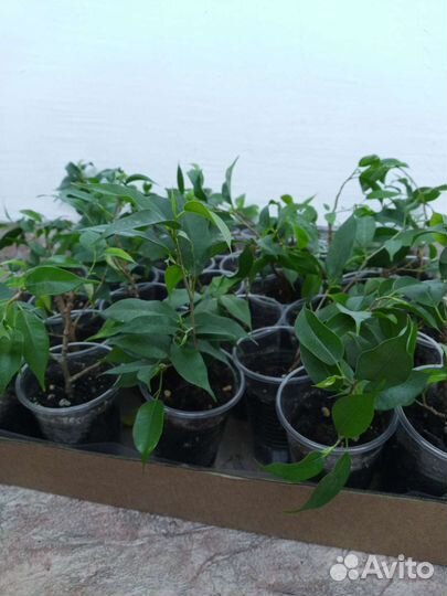 Фикус бенджамина